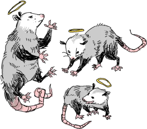  Png Transparency Tumblr Cute Opossum Drawing Tumblr Transparent