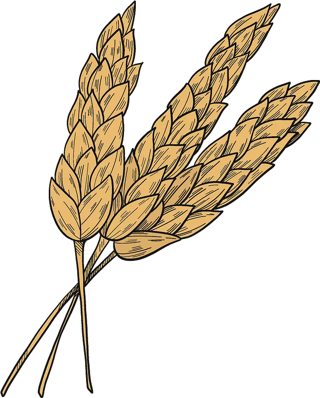  Wheat Clipart Free Download Transparent Png Creazilla Illustration Wheat Transparent