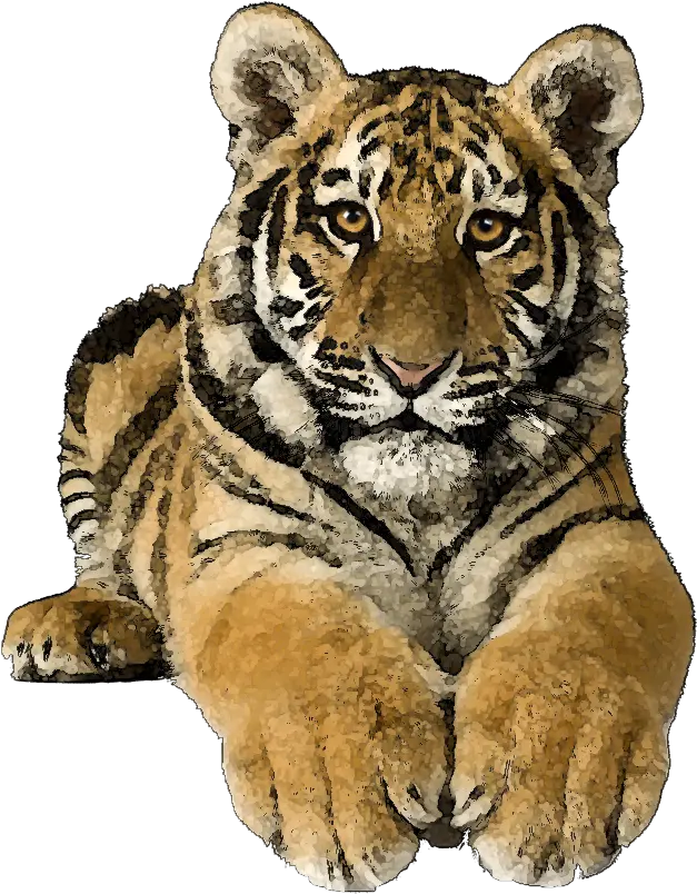  Tiger Transparent Clipart Kid 4 Transparent Tiger Clipart Png Tiger Transparent