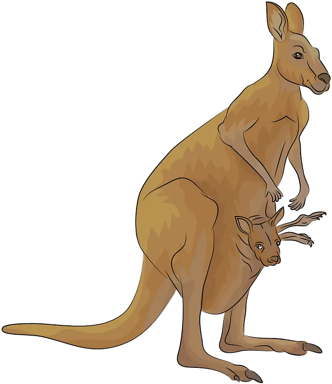  Clipart Kangaroo Images Hd Png Kangaroo Transparent