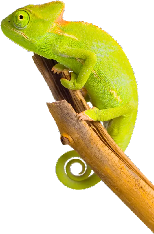  Download Free Png Chameleon Image Ha Ha Ha Arabic Chameleon Png