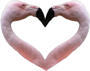  Flamingo Heart Transparent Background Flamingo No Background Png Heart On Transparent Background