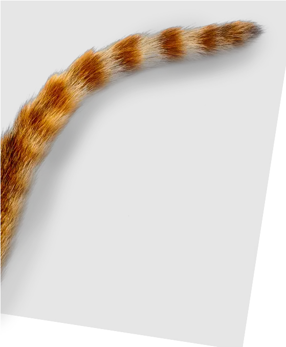  Cat Tail Png Images In Collection Transparent Cat Tail Png Tail Png