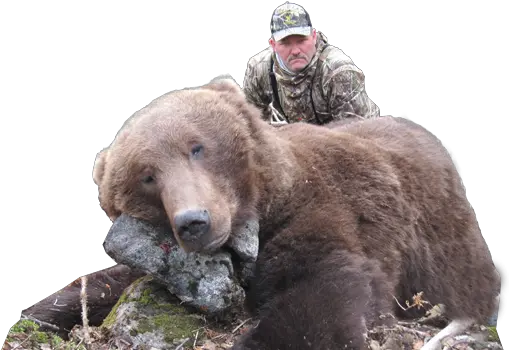  Alaska Hunting Trips Brown Bear Black Bear And Moose Transparent Png Bear Hunting Black Bear Png