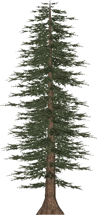  Download Tall Pine Tree Png White Pine Tall Tree Png