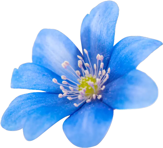  Png Sector Flower Images Spring Blue Image Clematis Spring Background Png