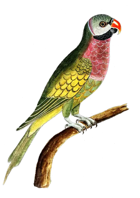  Colorful Parrot Free Png Image Arts Parrots Colorful Png