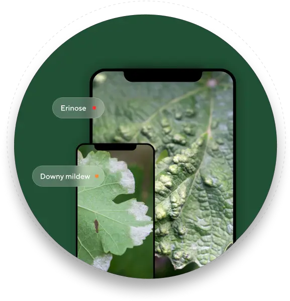  Vineyard Disease Management U0026 Nutrient Diagnosis Terraview Drop Png Vine App Icon