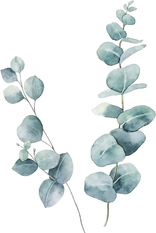  Pin Eucalyptus Watercolor Png Eucalyptus Leaves Png