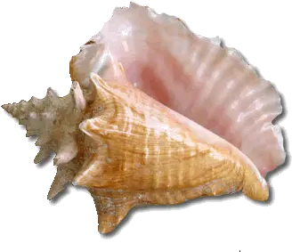  Index Of Images Carte Nomenclature Mer Png Seashell Png