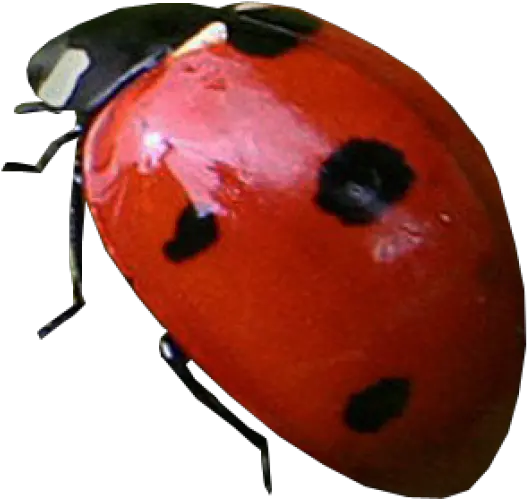  Lady Bug Png Free Download 2 Ladybug With Transparent Background Lady Bug Png