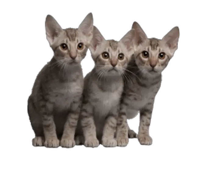  Kittens Cat Transparent Png Clipart Cats Transparent Background Transparent Cat