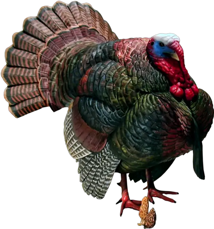  Turkeys Clipart Wild Turkey Turkeys Png Turkey Clipart Transparent Background