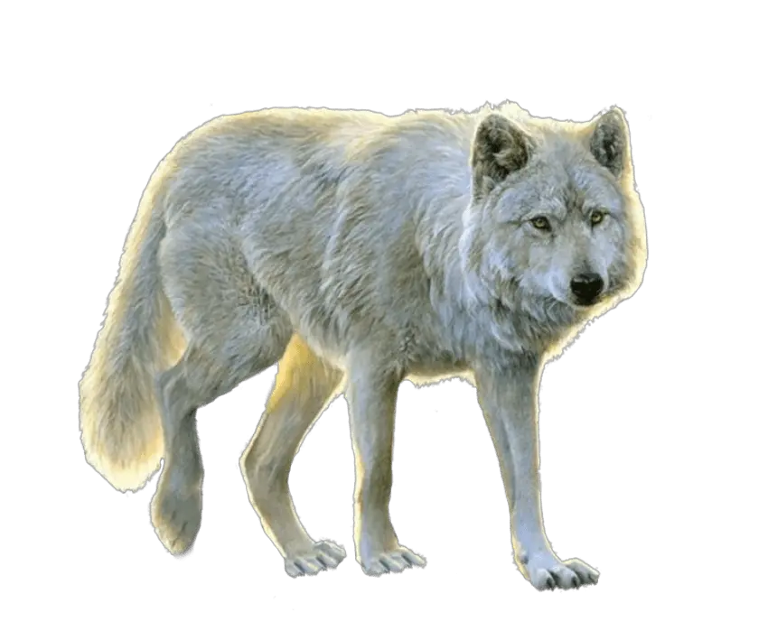  White Wolf Png Images Transparent Animals Png For Photoshop Transparent Animals