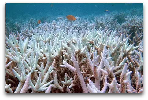  Great Barrier Reef Bleaching Study Karoly Et Al April 2016 Great Barrier Reef Background Dying Png Coral Reef Png