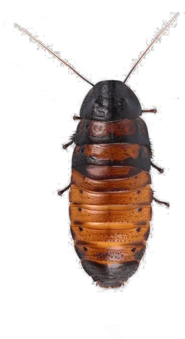  Cockroach Png Hd Quality Madagascar Hissing Cockroach Png Cockroach Png