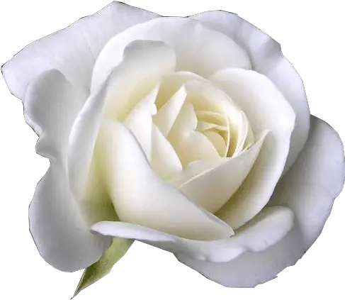  White Rose Garden Roses Flower Petal Flower White Rose Png White Roses Png