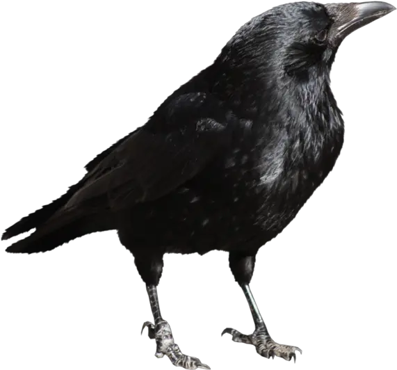  Download Free Png Crow Transparent Crow Transparent Png Crow Transparent