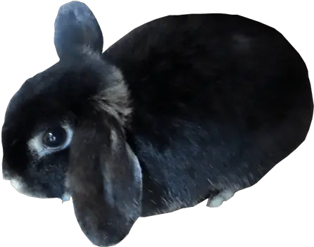  Black Bunny Transparent Image Free Black Bunny Transparent Png Rabbit Transparent