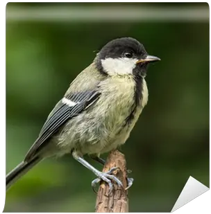  Wall Mural Juvenile Great Tit Perched Great Tit Png Tit Icon