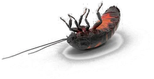  Cockroach Png Transparent Background Hissing Cockroach No Background Cockroach Png