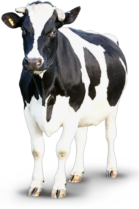  Cow Png Transparent Background Cow Transparent Cow Transparent