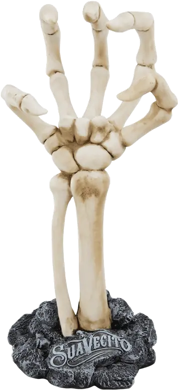  Skeleton Hand Display Human Skeleton Png Skeleton Hand Png