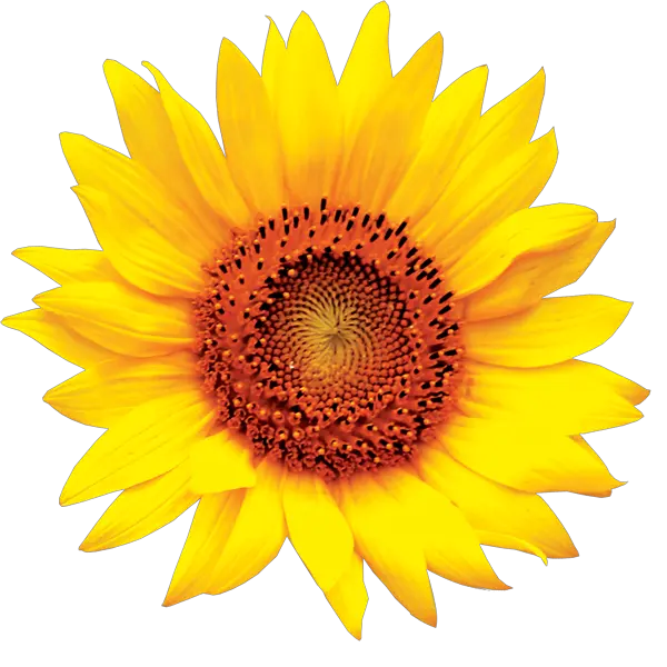  Sun Flower Png Transparent Background Sunflower Clipart Sunflower Logo