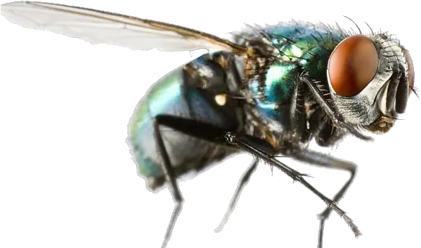  Bluebottle Fly Transparent Image Free Fly Clipart Png Fly Png