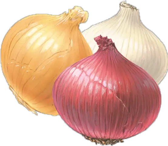  Onion Png Clipart Onion White And Red Onion Transparent Background