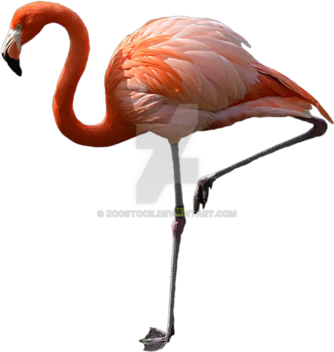  Watch Pink Flamingos Real Flamingo Png Flamingo Icon