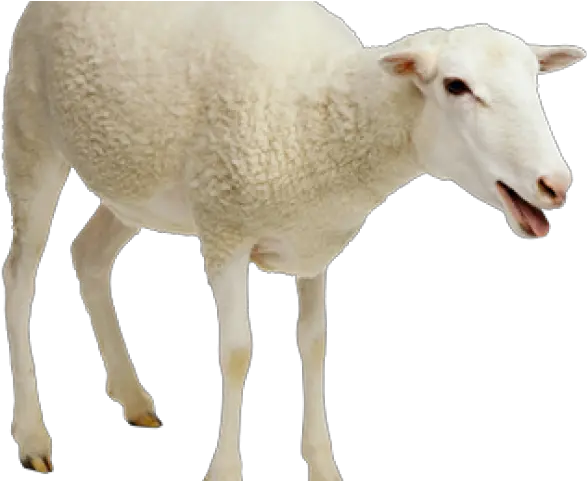  Download Sheep Png Transparent Images Transparent Background Sheep Png Sheep Png