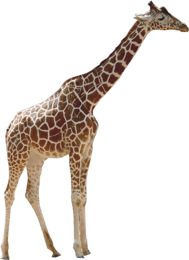  Giraffe Png Image Giraffe Transparent Background Giraffe Png