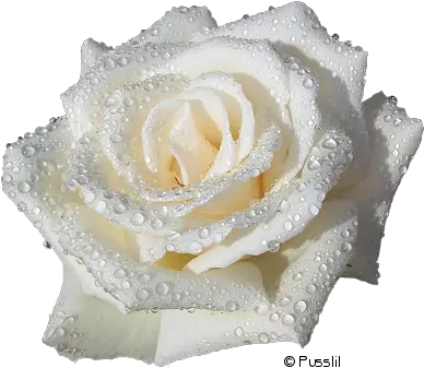  33 White Roses Png No Background White Rose Transparent Background