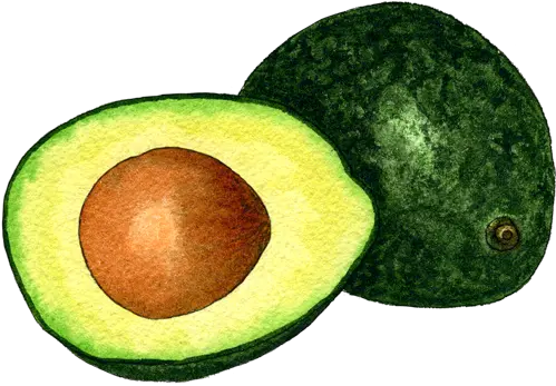  Avocado Png In High Resolution Avocado Avocado Transparent Background