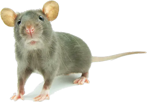  Download Free Png Mouse Animal Mouse Animal Png Mouse Png