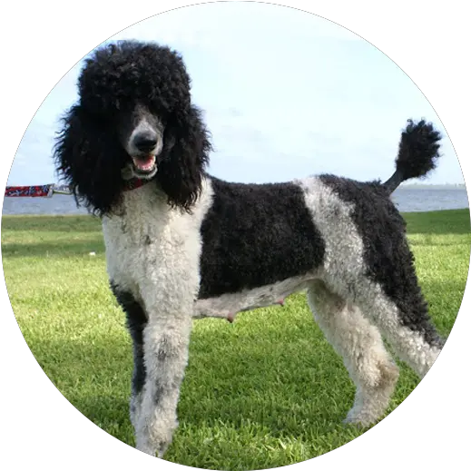  Standard Poodle Miniature Portuguese Water Dog Water Dog Png Poodle Png