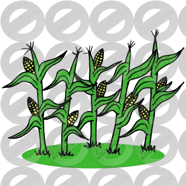  Corn Stalks Picture For Classroom Clip Art Png Corn Stalk Png