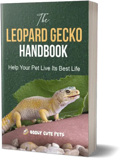  Leopard Gecko Handbook Agamid Lizards Png Leopard Gecko Png