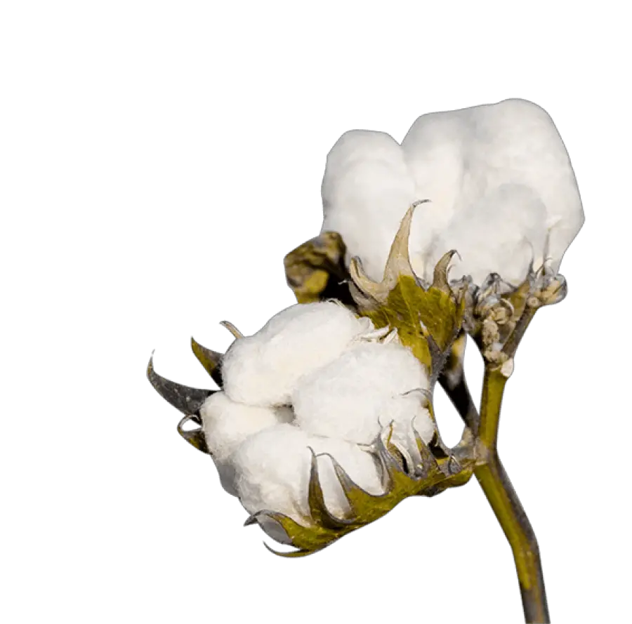  Cotton Png Cotton Png Plant Transparent