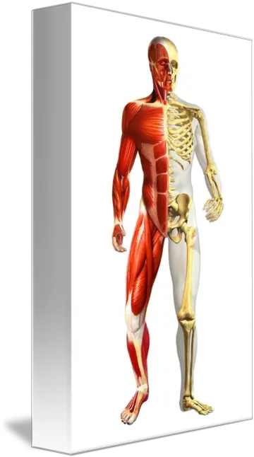  Anatomy Of Male Body With Half Skeleton And M By Stocktrek Images Half Skeleton Half Muscle Png Skeleton Arm Png