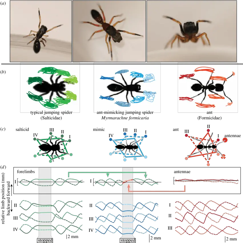  Gait Analysis A Images Of An M Formicaria Female Left Spider Raising Front Legs Png Ant Transparent Background