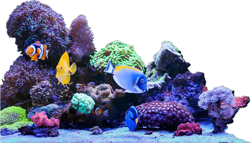  Bulk Reef Supply Making Reefing Fun And Easy Bulk Reef Artificial Aquarium Plant Png Coral Transparent