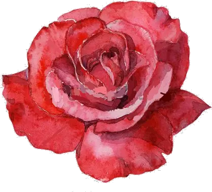  Watercolor Roses Png Picture Water Color Red Rose Watercolor Roses Png