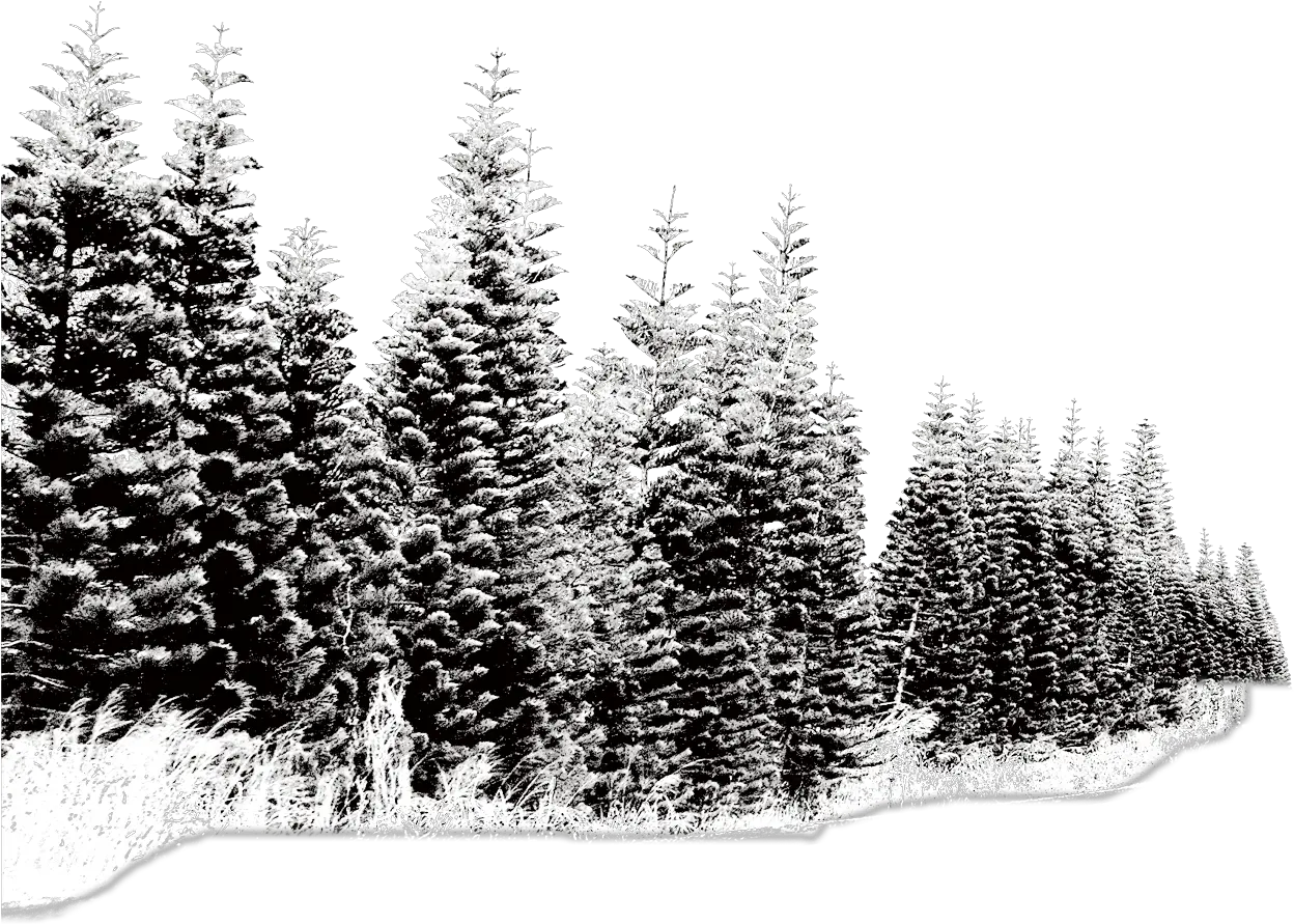  Pine Tree Png Snow Picture 819814 Trees In Snow Png Pine Trees Png