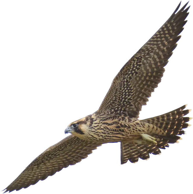  Falcon Png Picture Peregrine Falcon Png Falcon Png