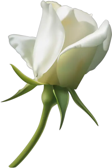  Single White Rose Png Image Single White Rose Png Single Rose Png