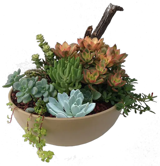  Succulent Plant Transparent Png Succulent Png Transparent Succulent Transparent Background