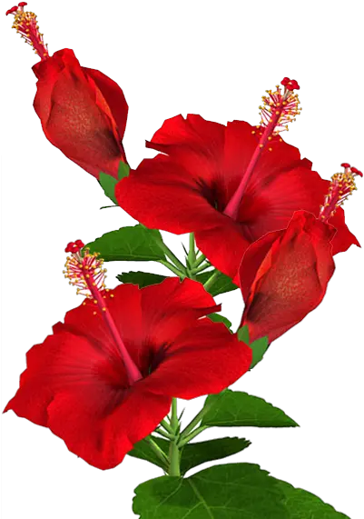  Hibiscus Plant Png Red Hibiscus Flower Png Hibiscus Flower Png