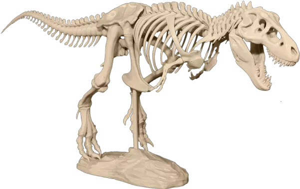  Help Revolutionize Classroom Learning And Research With 3 D Skeleton T Rex 3d Png Dinosaur Skull Png